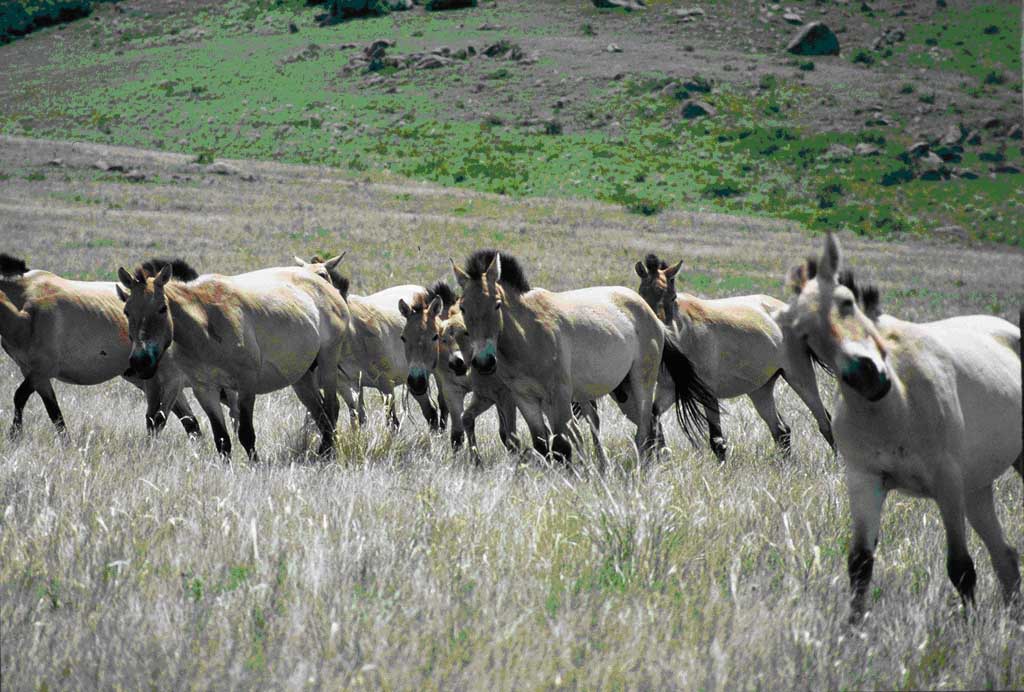 photo of Takhi Horses