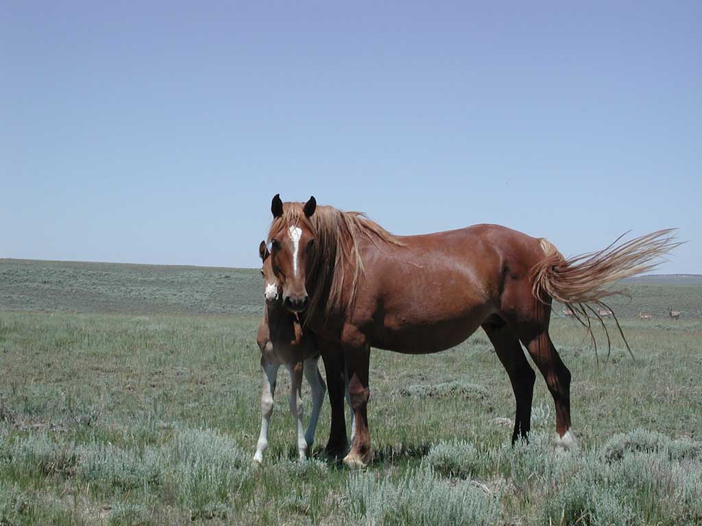 photo of horse and foal