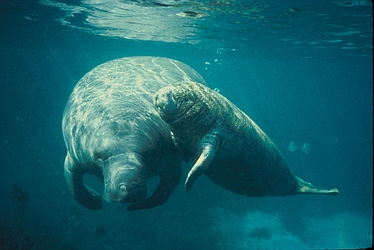 photograph of a manatee