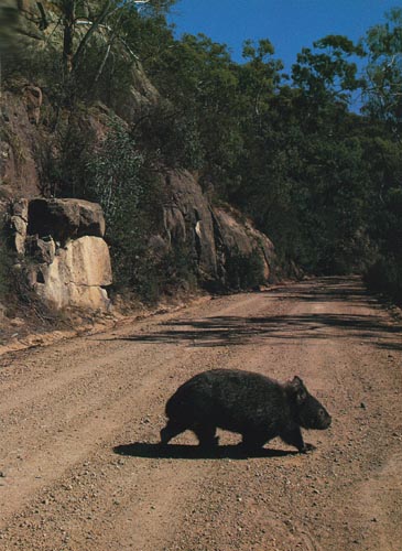 wombat photo