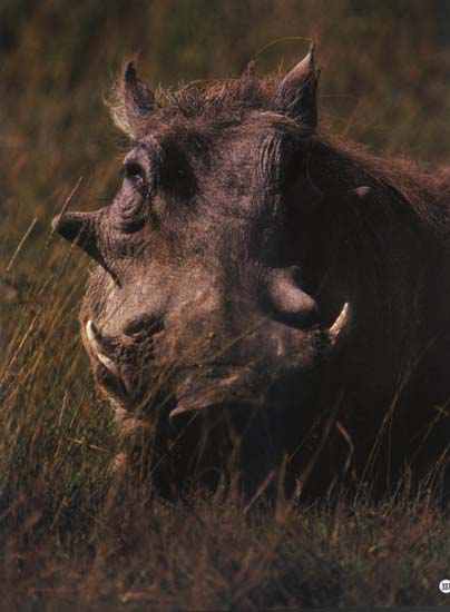 photo of a cool warthog