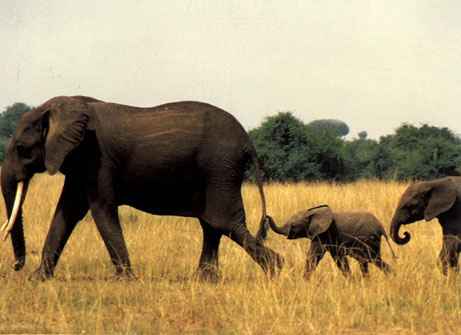 elephants on the march