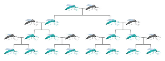 gene drives