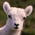 sheep icon