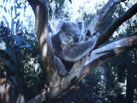 photograph of a koala