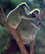 photo of kool koalas