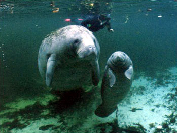 manatees at play