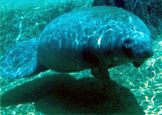 photograph of manatee