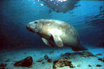 manatees swimming