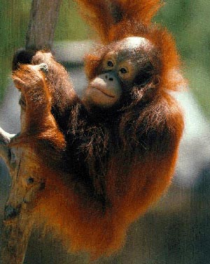 photo of orang-utan