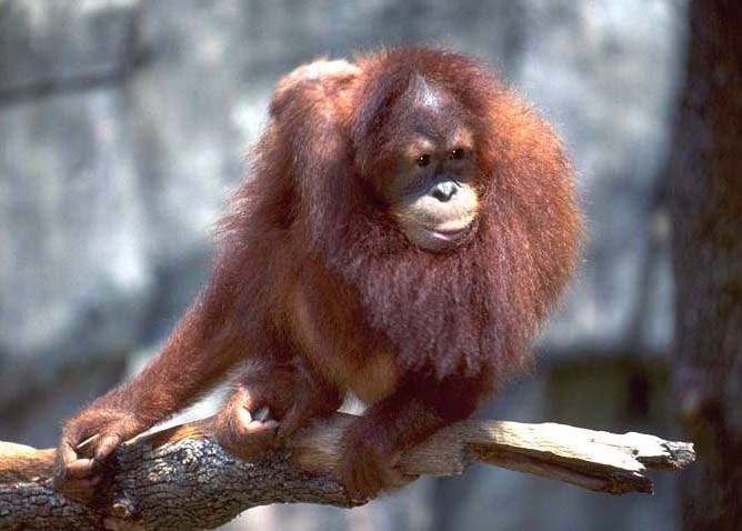 photo of orang-utan