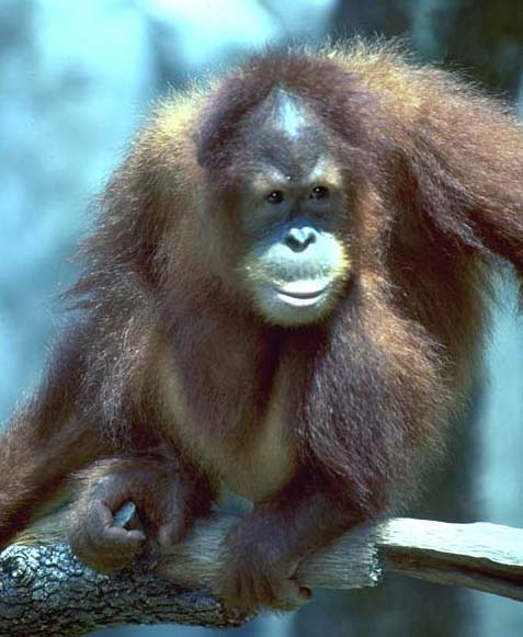 photo of orang-utan