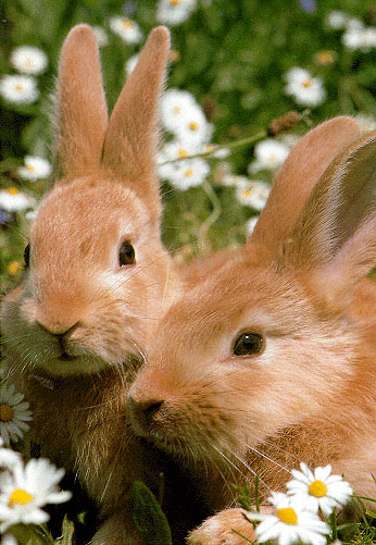 photo of two rabbits