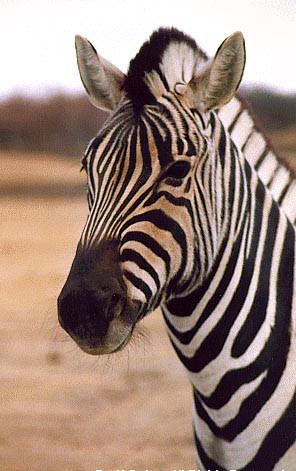 photo of zebra