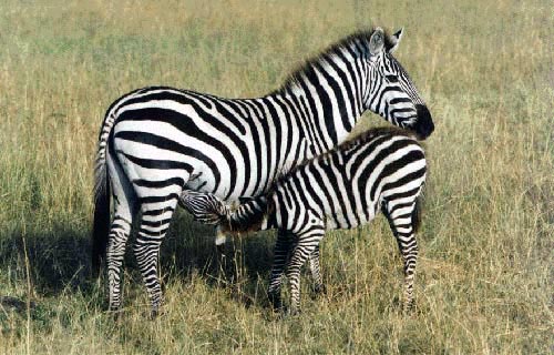 photo of zebras